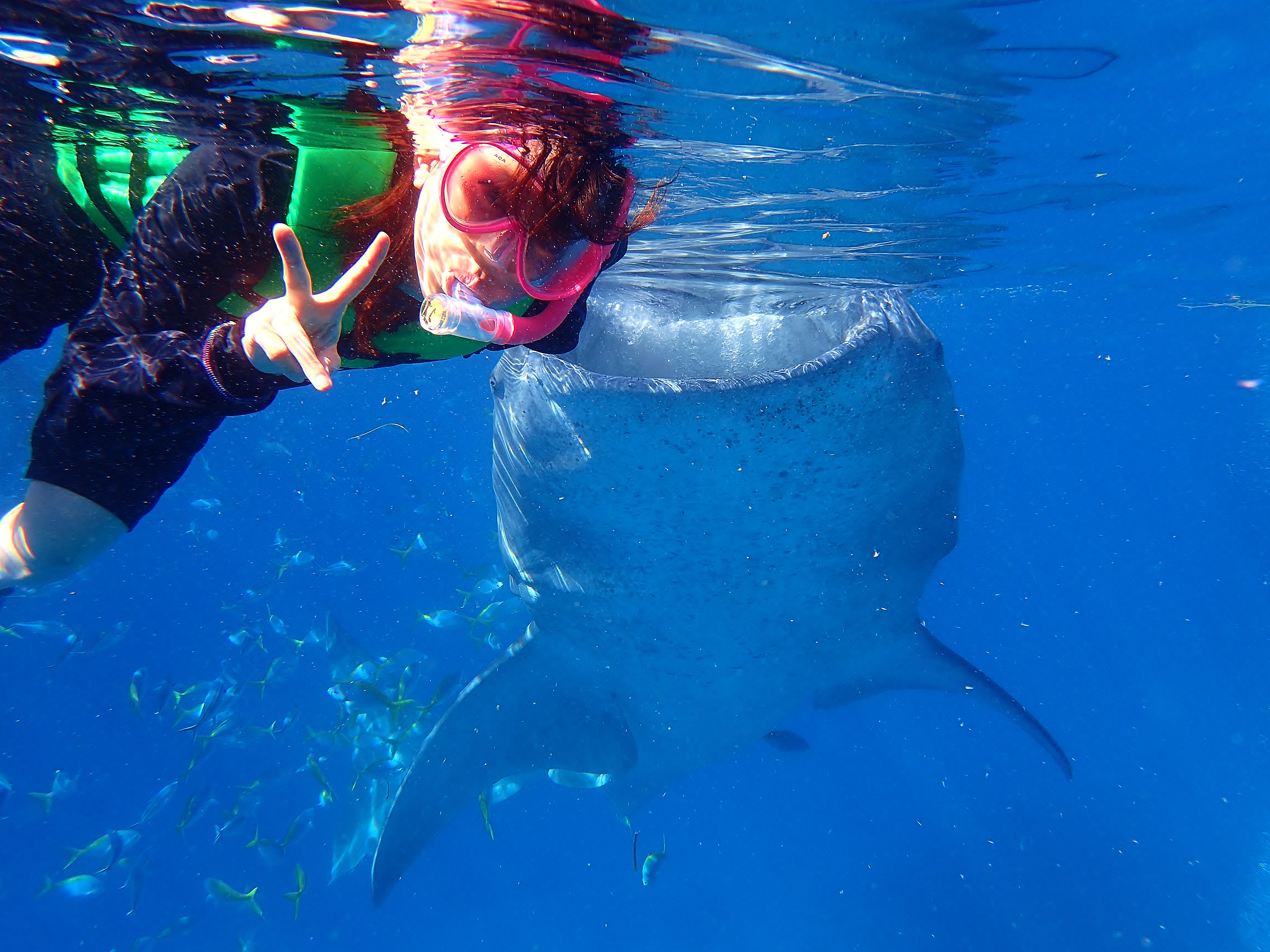 ★車貸し切りプラン★【日本語ガイド】セブで夢を叶える 世界最大の魚類ジンベエザメスノーケル（返金保証付き）
