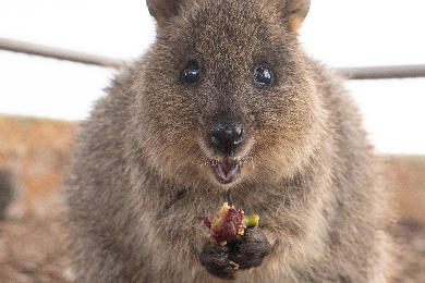 【日本語ガイド】
世界で一番幸せな動物クオッカに会いに行こう！
ロットネスト島お任せツアー